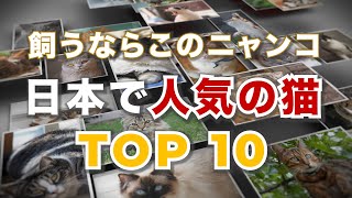 飼うならこのニャンコ⁉︎ 日本で人気の猫TOP10！