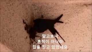 제비 swallow