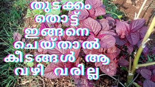 തുടക്കം തൊട്ട് ഇങ്ങനെ ചെയ്താൽ കീടങ്ങൾ ഇനി ആ വഴി വരില്ല