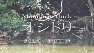 新宿御苑・オシドリ　Mandarin duck in Shinjuku Gyoen Park.