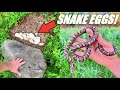 I Found a Hognose Snake Nest! Flipping Rocks for Snakes!