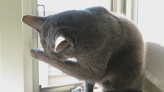 【 かわいい 猫 】窓辺で気持ち良さそうに顔を洗うロシアンブルー(雨なんて全然降りませんので!) - Cute cats healing video #107