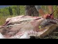 eatwild how to debone an elk using the gutless method solo