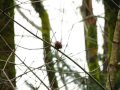 red crossbills