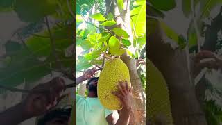 பலா பழத்தின் நன்மைகள்#jackfruit #trendingvideo #fruit #ytshorts #subscribe