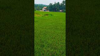 ||പച്ചപ്പും ഹരിതാഭയും 🌳🌱🍃🌴#എന്റനാട് #malappuram ||