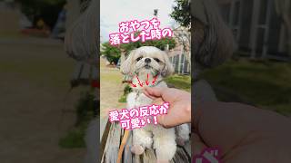 おやつを落とした時の愛犬の反応が可愛い　#シーズー #犬のいる暮らし