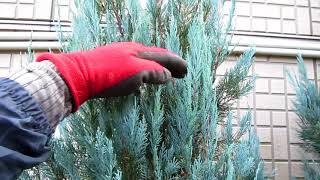 No.039_Pruning of Conifers (3) Head-down of Blue Heaven 171220