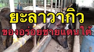 โคเนื้อวากิว แหล่งอาหารใหม่ในชายแดนใต้