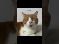 a cat who is good at singing shorts funnyshorts pets cat funny cute funnycats