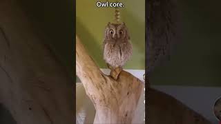 Owl core #4