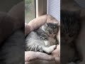 Funny Adorable Lazy Cat - Hilarious Cute Cat Moments | Must-See Funny Animals Video #shorts