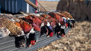 South Dakota Pheasant Hunting - Late December 2024