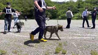 北海道犬協会 2023長野支部展覧会 成犬第二牝組