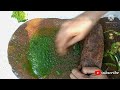 সবুজ চাটনি coriander leaves chutney recipe how to make coriander leaves chutney green chutney