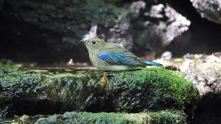 山中湖 大洞の泉のオオルリ（雄・幼鳥）の水浴び　その１６（4K60P動画）