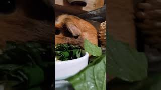 【モルモット】野菜にまみれて食べていたら犬のお兄ちゃんがないてた#shorts【お兄ちゃんと三姉妹】