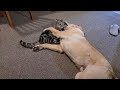 fearless cat uses golden retriever as a chew toy