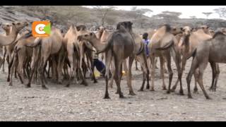 Turkana residents escaping hunger