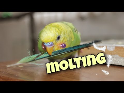 What time of year do birds molt?