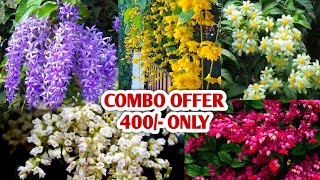 Creeper plants combo offer sale..