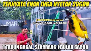 CETAK SOGON OMBYOKAN SEBULAN GACOR!!