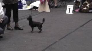 Best of Breed / CACIB Riga 13.6.2009