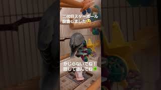 パーチスターボール⚽#ういチャンネル #コザクラインコ #lovebird #lovebirds #噛む