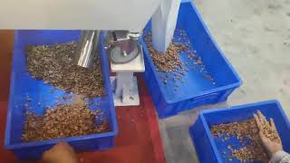 RealTech Walnut Color Sorter Machine