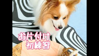 パピヨン犬の芸\u0026しつけ☆お片付け☆初練習　Papillon dog practices （Tidy up ）