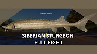 Esturgeon de sibérie ENORME (full fight) - Russian Fishing 4