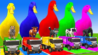 5 Giant Duck Cartoon,Cow,Elephant,Tiger,Lion,Dinosaur,Paint Wild Animals Crossing Fountain Animation