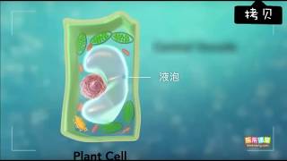 植物細胞的基本結構 【中學生物】