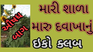 ઔષધી વનસ્પતિ અને તેના ઉપયોગ  //Eco club