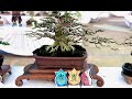 BONSAI SMALL PROSPEK JUARA PAMNAS I HUT Kota Bangli 2023