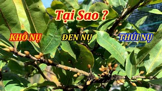 Tại Sao Nụ Mai Bị Đen, Khô, Thúi, Chăm Sóc Mai Vàng - Mai Đa Phúc Duy Hiếu