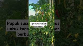 Pupuk susulan yang bagus untuk tanaman cabai #pupuk #pupuksusulan #pupukcabai #cabai #agriculture