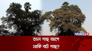 বট গাছের মাথায় অলৌকিক তাল গাছ? | News24 ‍Special