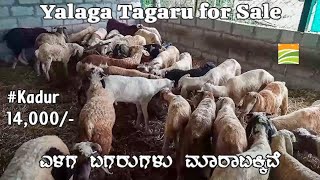 Amingad Yalaga Tagaru for Sale in Kadur Taluk Chikmagalur Karnataka