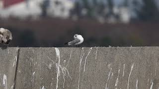 ♪鳥くん野鳥動画（千葉県銚子）ミツユビカモメAd20200216JO6A7316