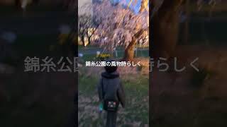 BEANS大使が大好きな錦糸公園の風物詩🌸♯桜♯錦糸町