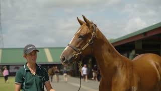 KARAKA 2024 - LOT 289 - SUPER SETH x PALOMINO, CHESTNUT FILLY $120,000