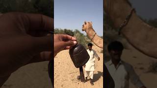 Amazing camel bell sounds #shortsviral