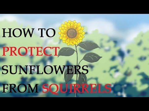 How to Protect Sunflowers from Squirrels How to Protect Sunflowers from Squirrels