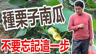 種栗子南瓜常常忘記這個動作 | 疏果