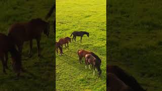 Romanian Horses , Transylvania #shorts #travel #horse #romania