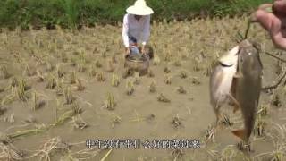 Mother a month why no one to help the rice paddy?母亲一人收一个月稻谷为何没人帮忙？ 【欢子TV】