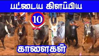 பட்டைய கிளப்பிய 10 காளைகள்... Tamizhan Trending