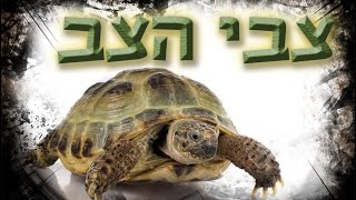 גאי וטום - צבי הצב (הוא מת) | קליפ וידאו