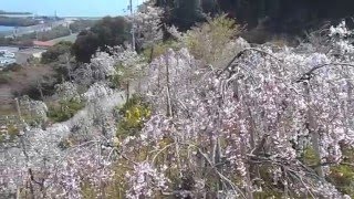 枝垂桜と鳴門の海（花見山から）